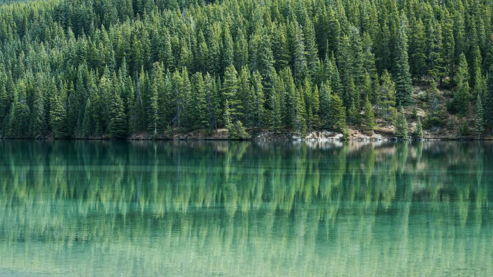 Free Image of Reflection of dense forest on a still, clear lake 