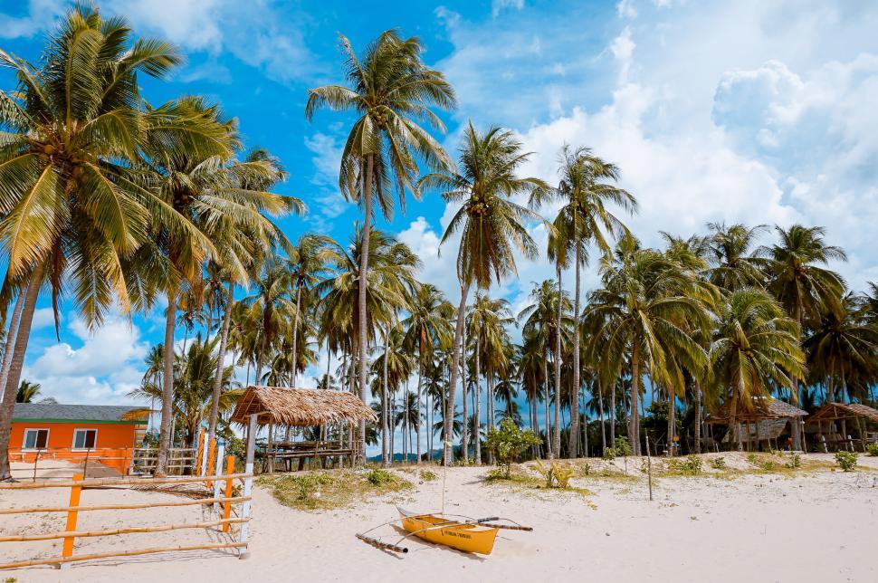 Free Image of Tropical beach scene with palm trees and clear sky. 
