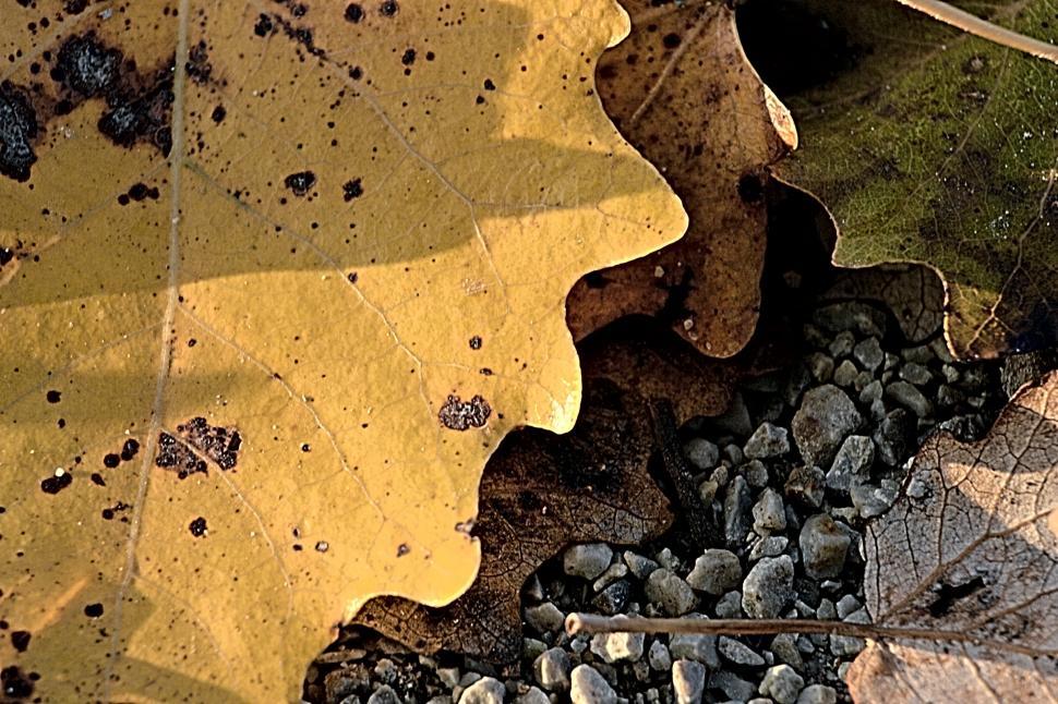Free Image of Leafs 