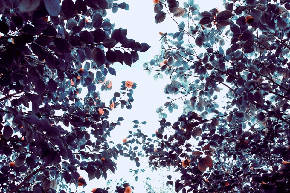 Free Image of Looking up through branches with leaves and blue sky. 
