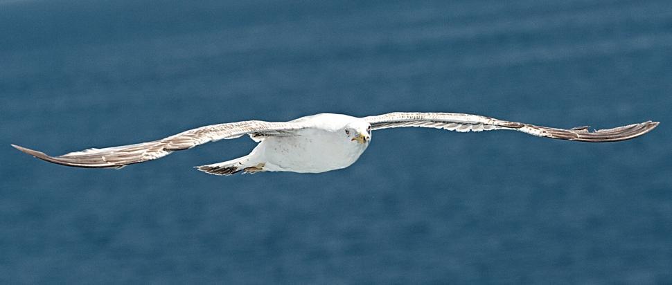 Free Image of Seagull 