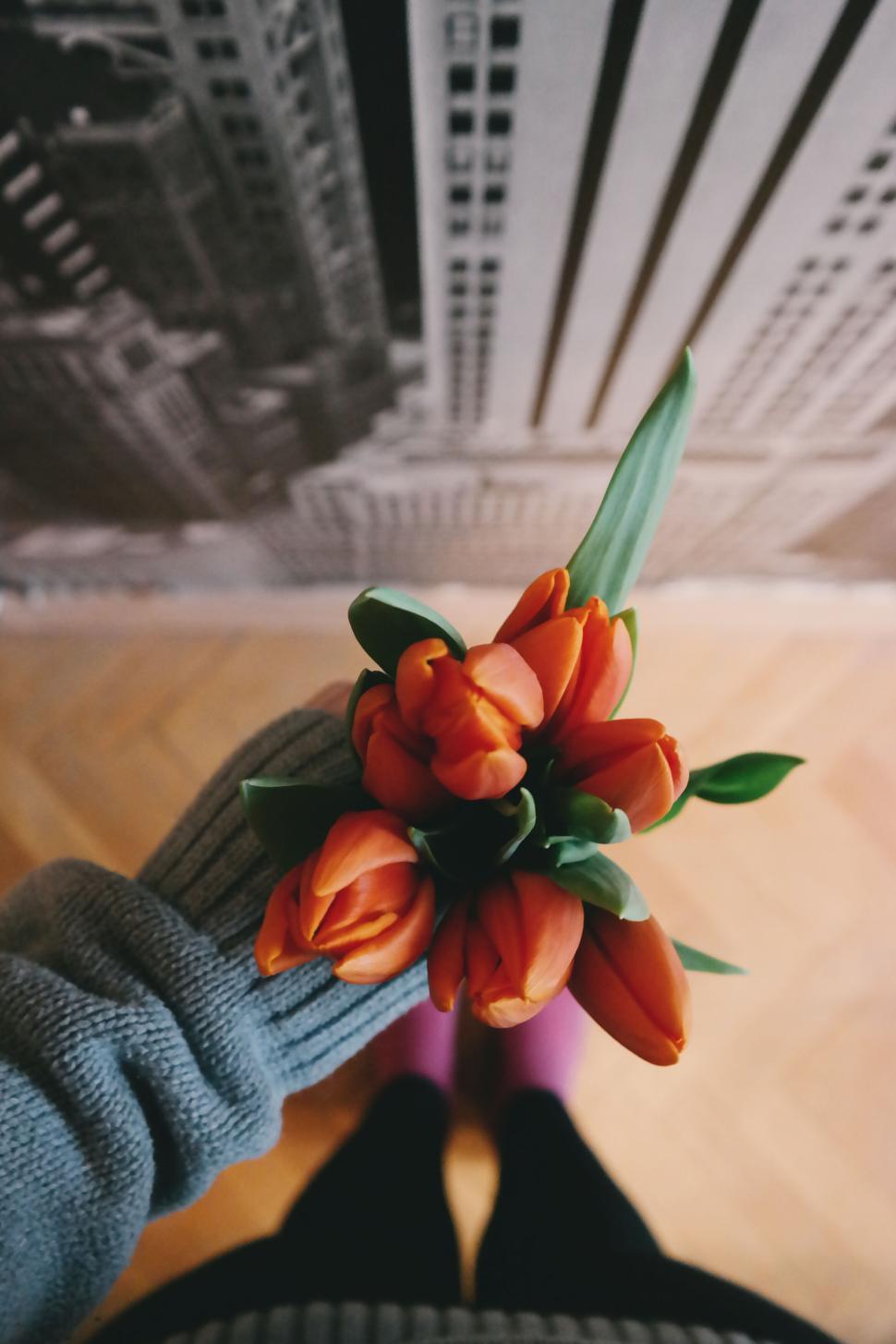Free Image of Hand holding a bouquet of vibrant orange tulips. 
