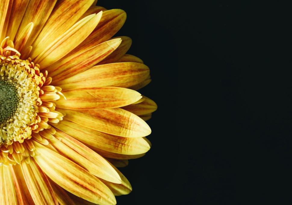 Free Image of Close-up of a vibrant yellow flower against black background 