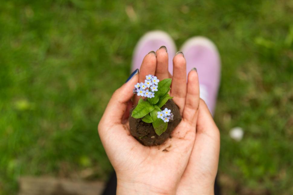 Free Image of Person holding small plant growing from soil 