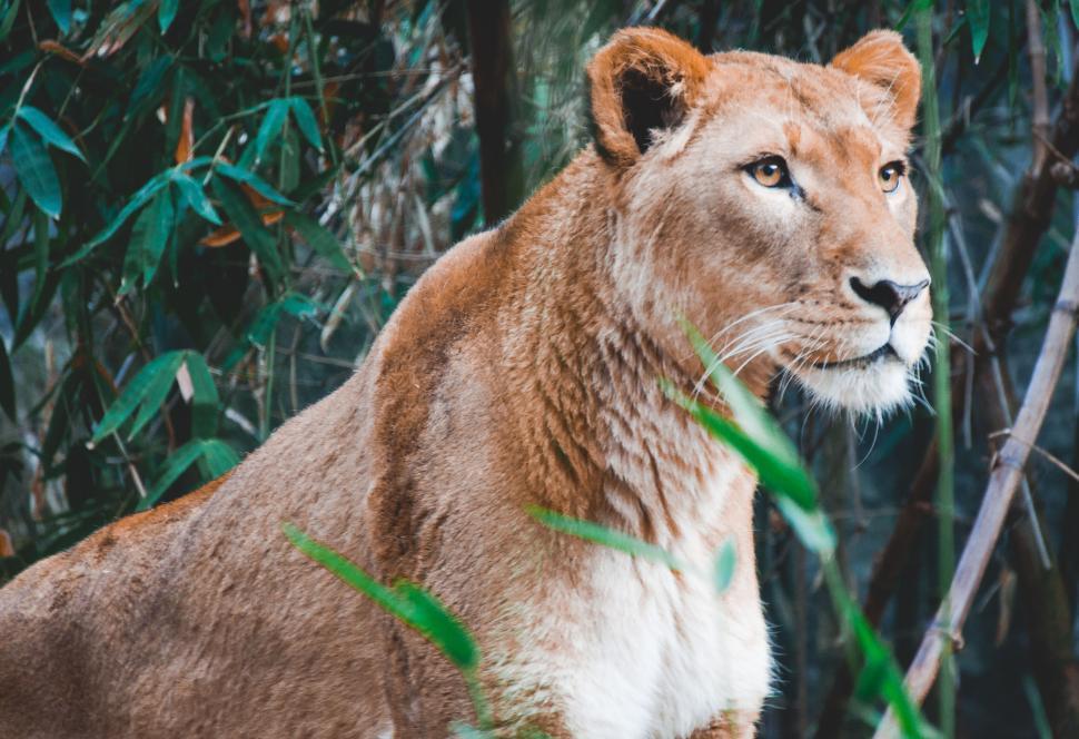 Free Image of Alert female lion in dense green forest environment 