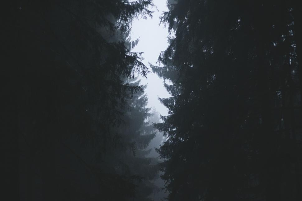 Free Image of Dark forest pathway with misty background and trees 