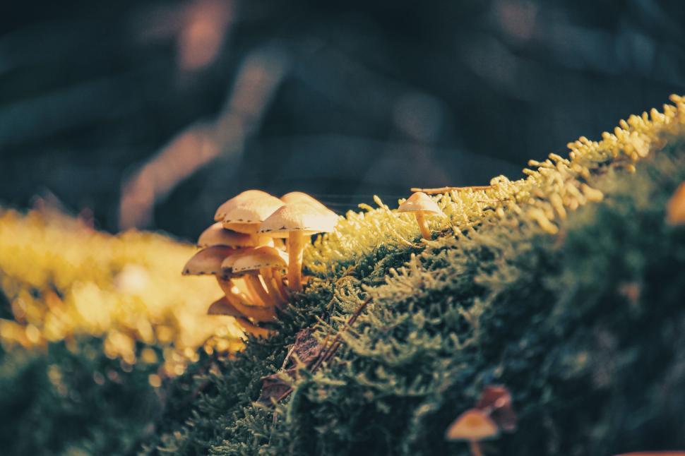 Free Image of Group of mushrooms growing in lush green forest moss 