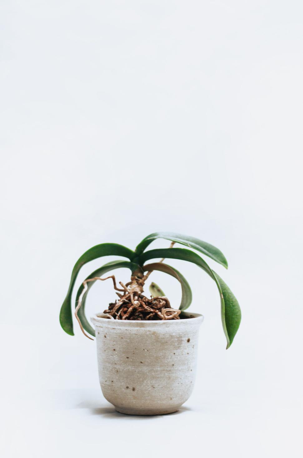 Free Image of Simple potted plant with green leaves on white background 