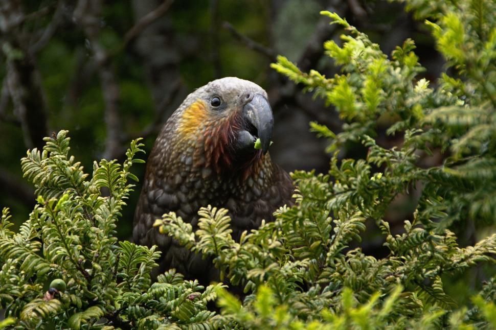 Free Image of A parrot camouflages in lush green foliage quietly 