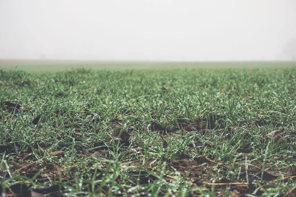 Free Image of Close-up view of green grass with dew on a foggy morning. 