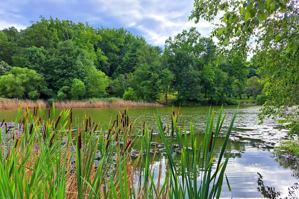 Free Image of Lakeside Cattails 