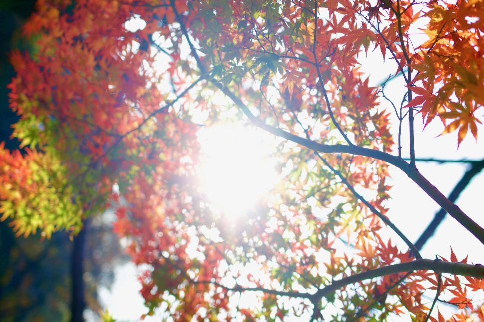 Free Image of Sun shining through colorful autumn leaves on branches 