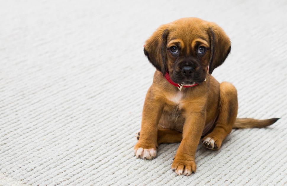 Free Image of Adorable puppy with red collar sitting on white carpet. 