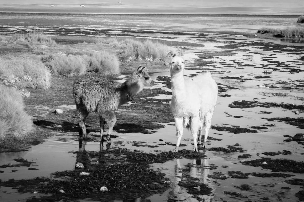Free Image of Two llamas in a wetland area with natural landscapes 