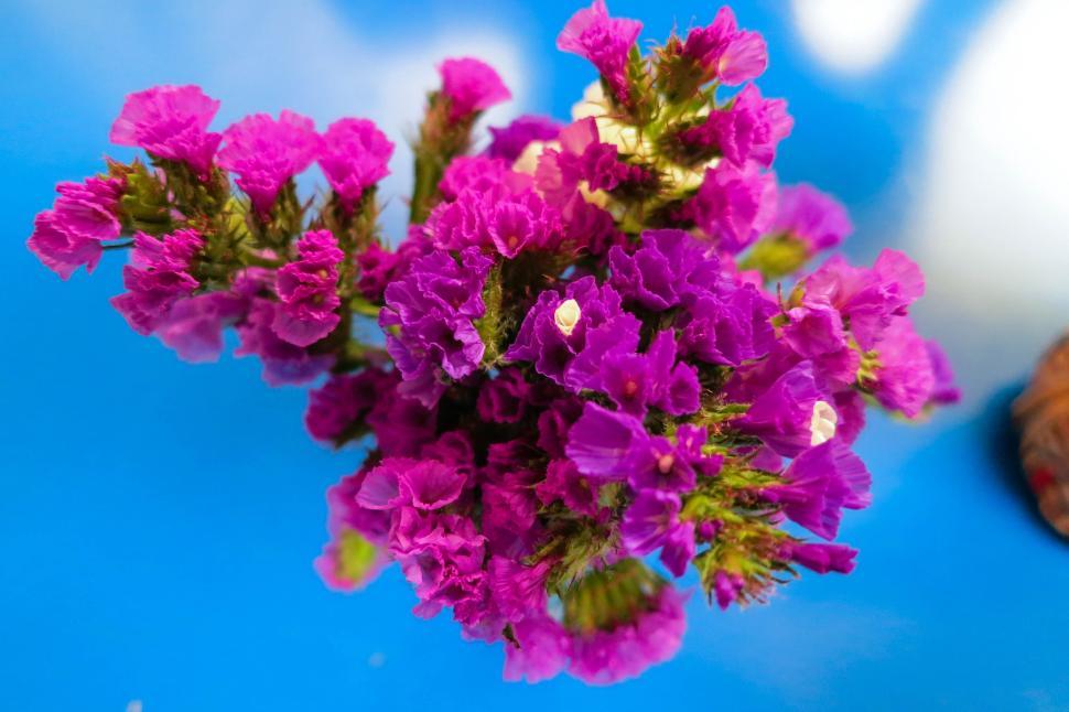 Free Image of Vibrant purple flowers bouquet with a bright blue backdrop 
