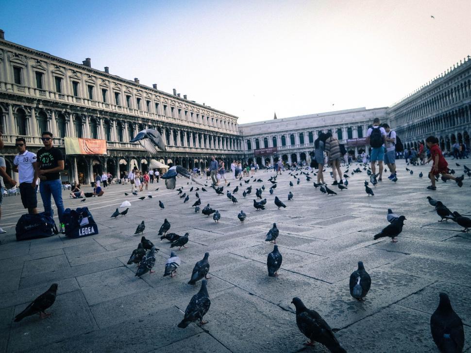 Free Image of People mingling with pigeons in a large city square. 