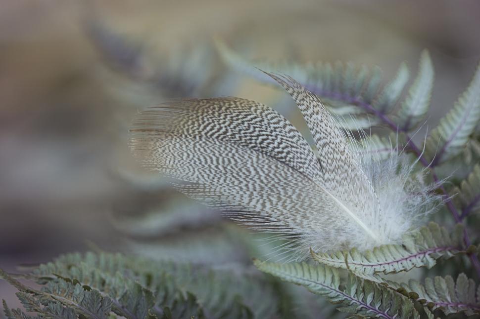 Free Image of A delicate feather resting on green foliage background. 