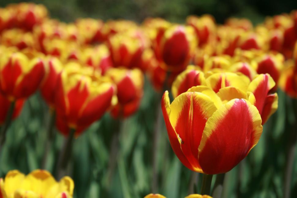 Free Image of Field of vibrant, red, and yellow tulips in full bloom. 