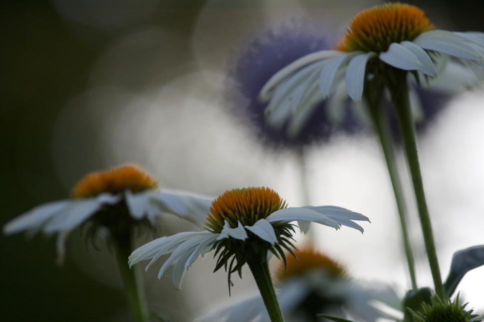 Free Image of Close-up of white daisies with blurred background effect. 