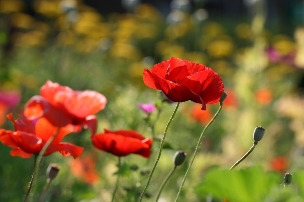 Free Image of Bright red poppies in a colorful flower field 