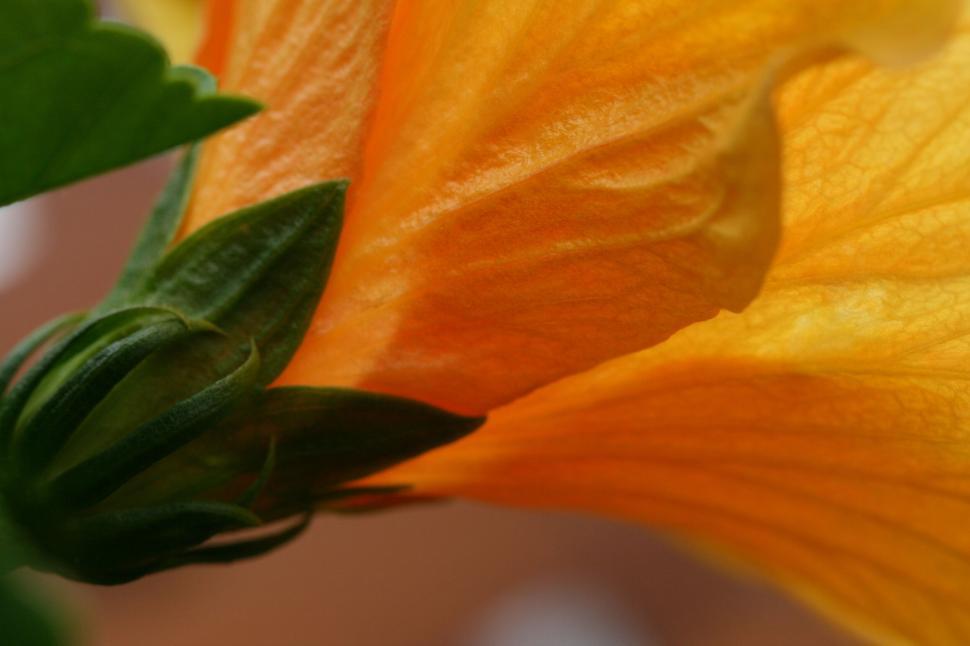 Free Image of Macro shot of orange hibiscus with detailed petals 