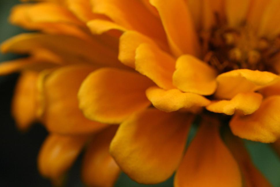 Free Image of Close-up of a vibrant orange flower in full bloom. 