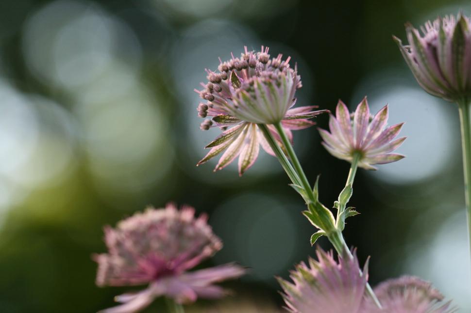Free Image of Nature close-up of delicate pink flowers in blossom 