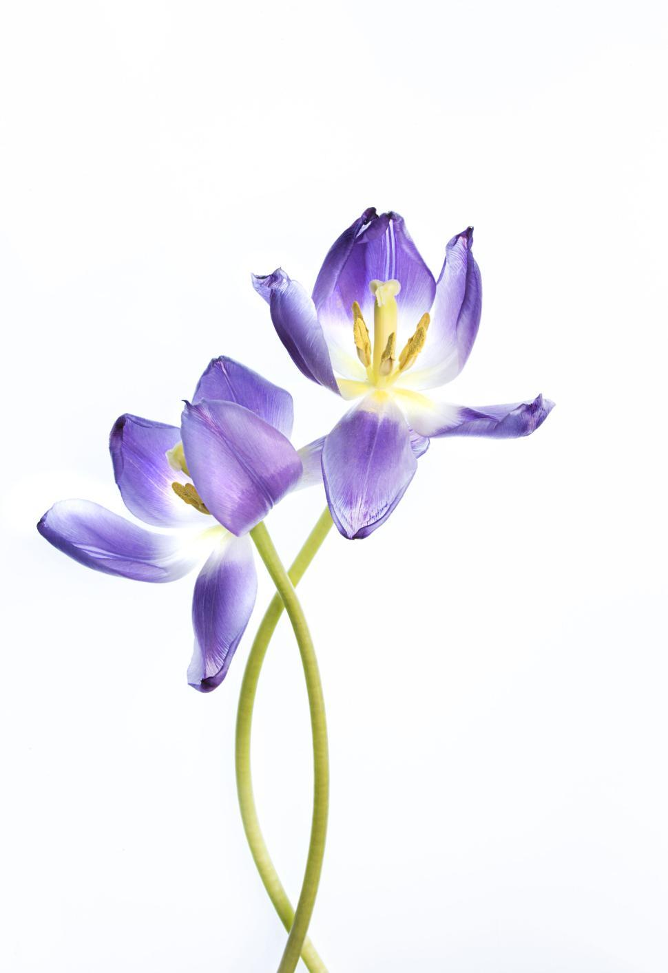 Free Image of Two purple flowers in full bloom on white background. 
