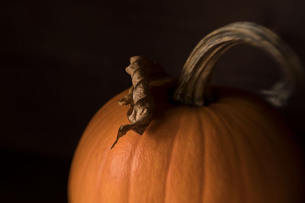 Free Image of Close-up of an orange pumpkin with a woody stem. 