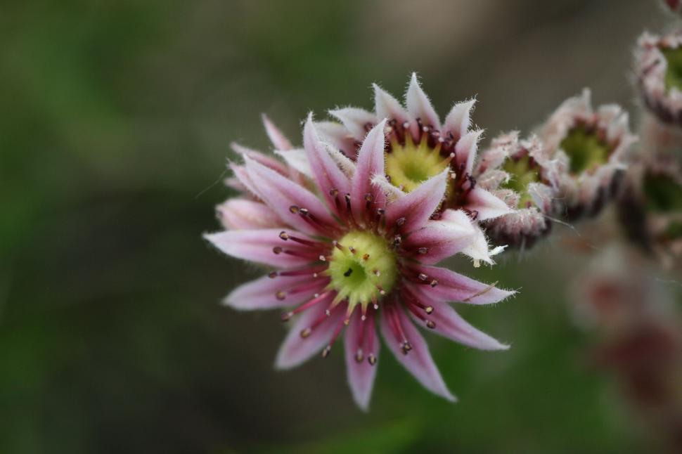 Free Image of Pink Succulent Blooming Flower Close-up 