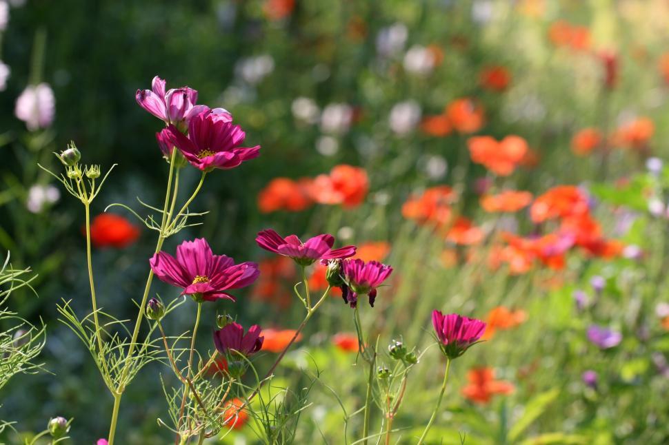Free Image of Vibrant Wildflowers Blooming In Sunlit Field 