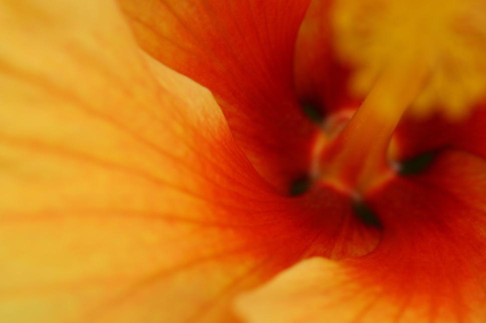 Free Image of Close-up of orange flower with yellow and red details. 
