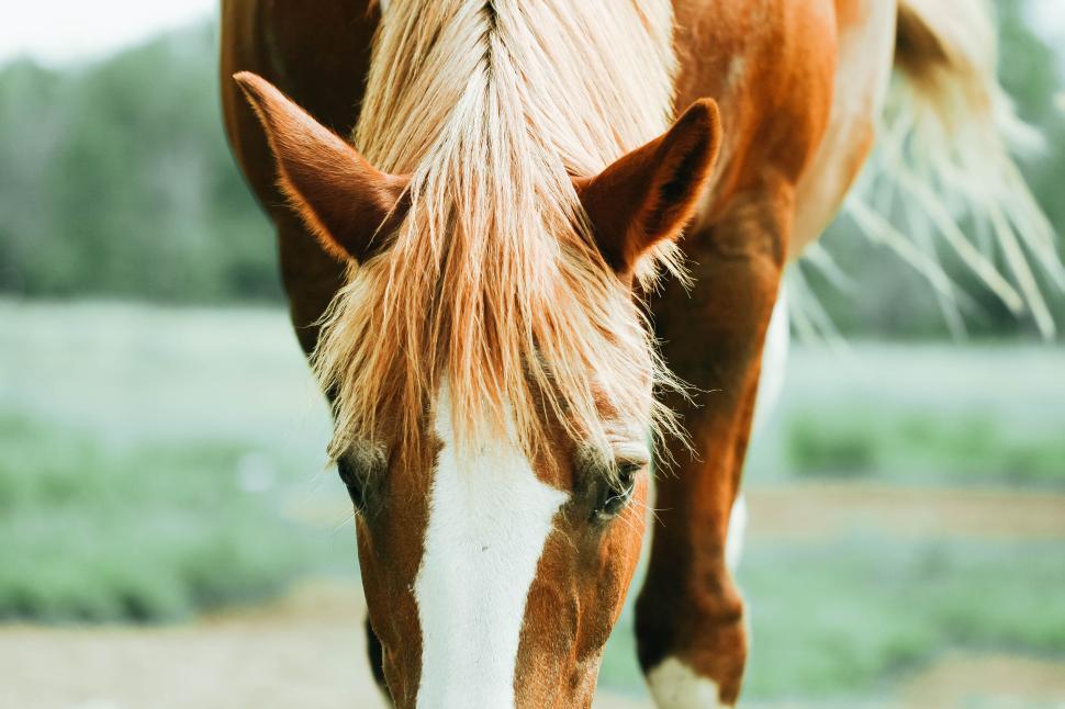 Free Image of Close-up of a brown horse s head grazing in a field. 