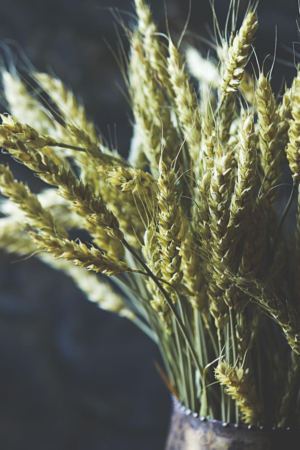 Free Image of Close-up of wheat stalks in a rural, sunlit setting. 