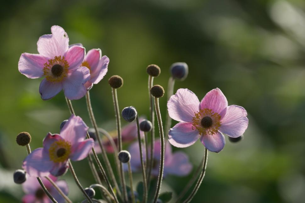 Free Image of Pink flowers blooming in sunlight with green background 