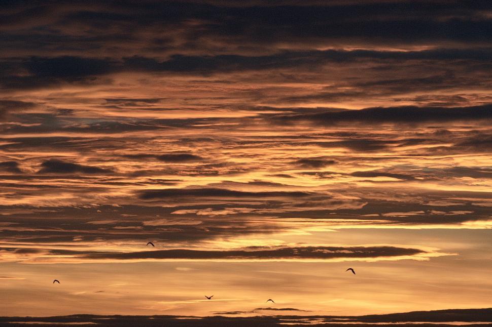 Free Image of Birds at sunset 