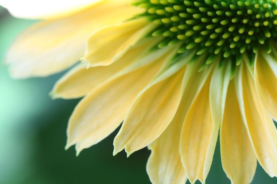 Free Image of Close-up image of yellow flower petals and green center 