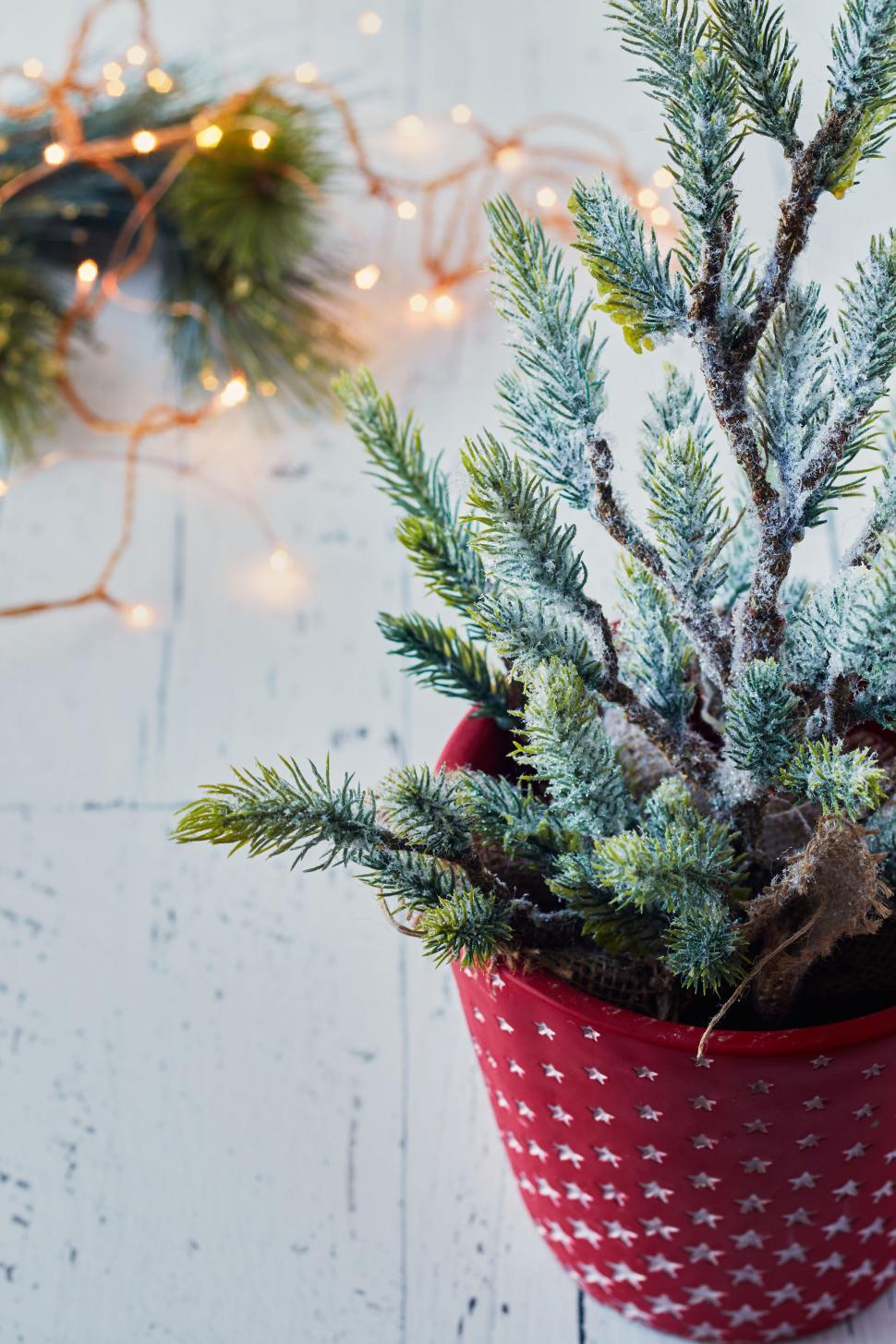 Free Image of Small frosted pine tree in a red star-patterned pot 