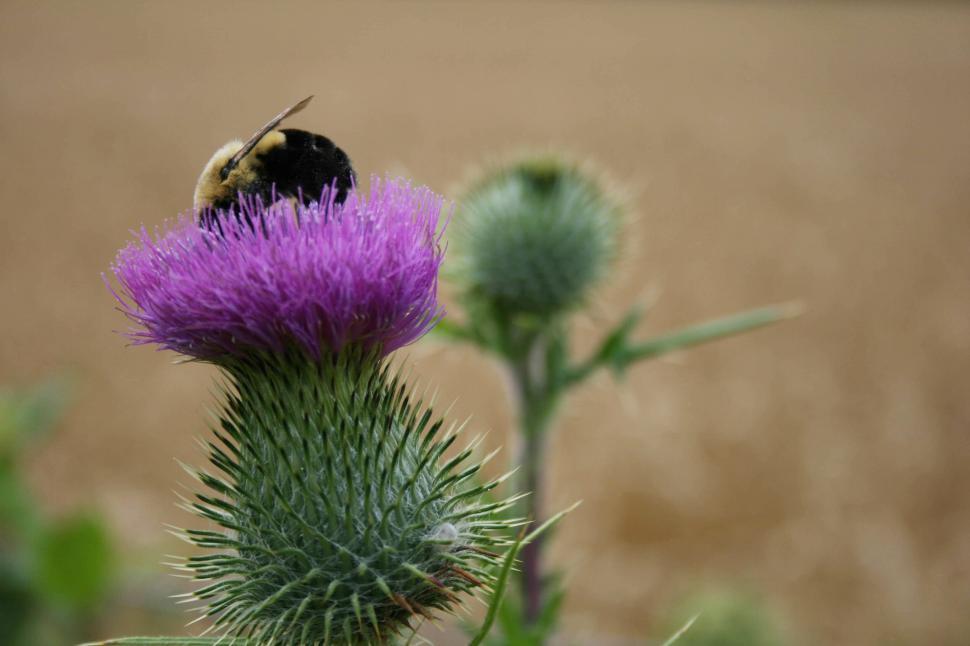 Free Image of Bumblebee on a thistle flower in a natural field 