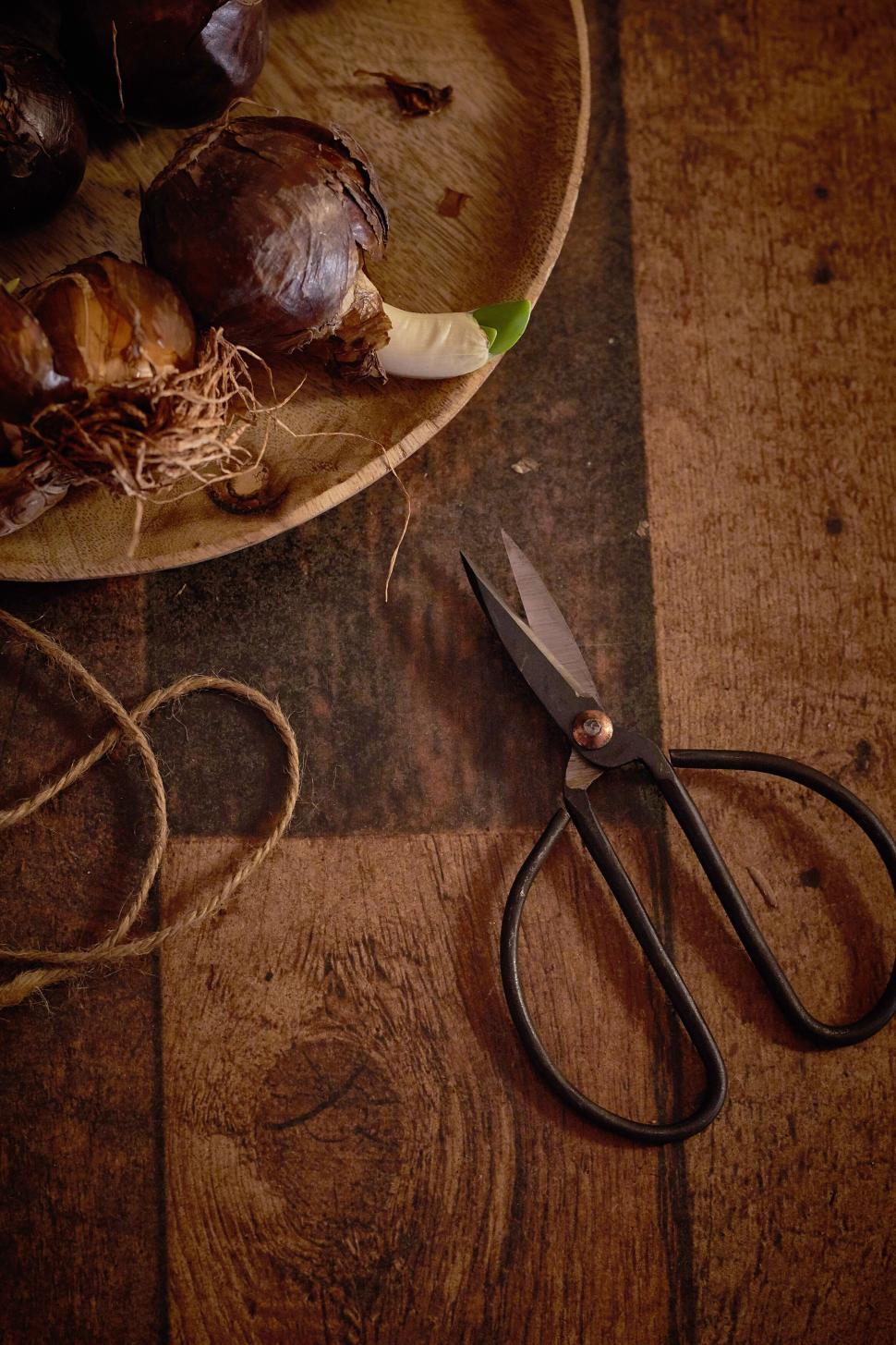 Free Image of Bulbs and scissors on wooden table for gardening 