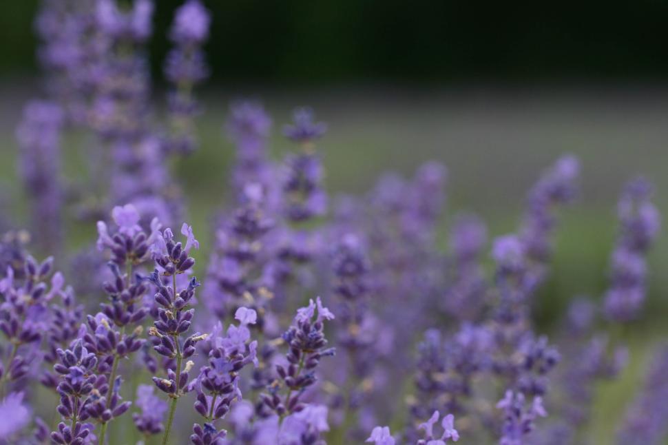Free Image of Lavender flowers in bloom creating a peaceful scene. 