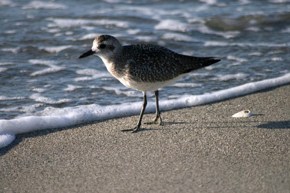 Free Image of A Shorebird Walks Along a Beach by the Water s Edge 