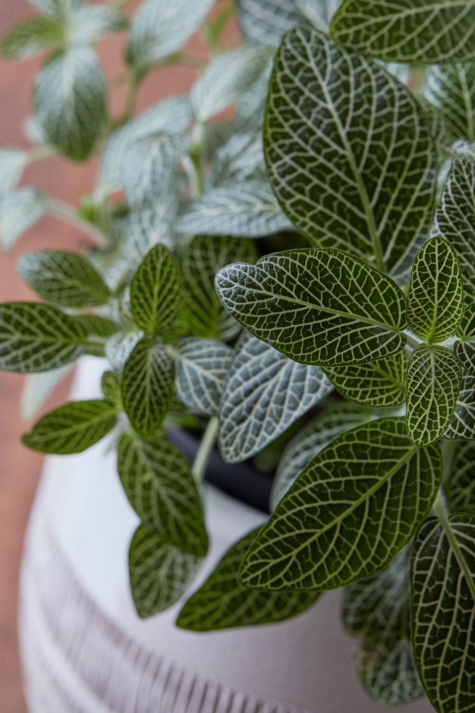 Free Image of Close-up of green plant leaves with delicate white veins 