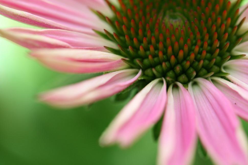 Free Image of Macro view of a fresh pink flower with green center. 