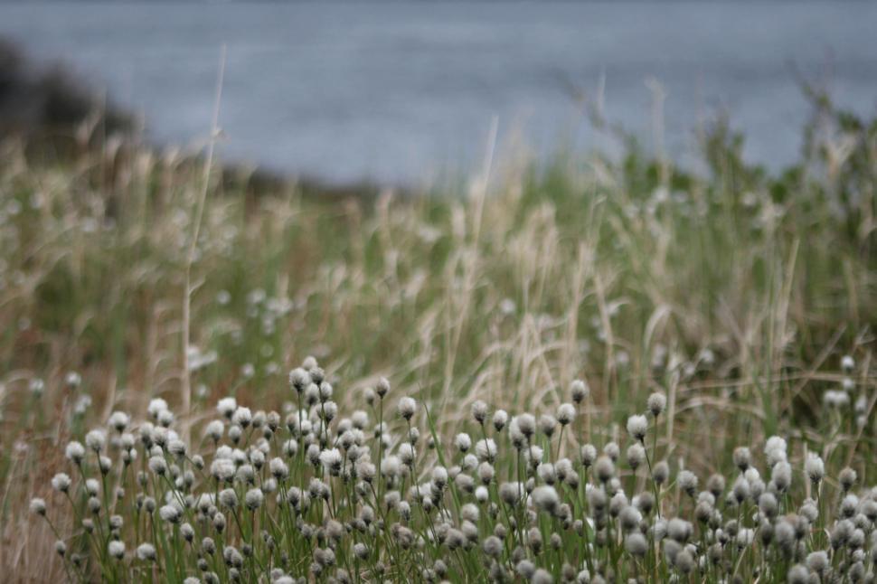 Free Image of Wild cotton plants with blurred background near water 