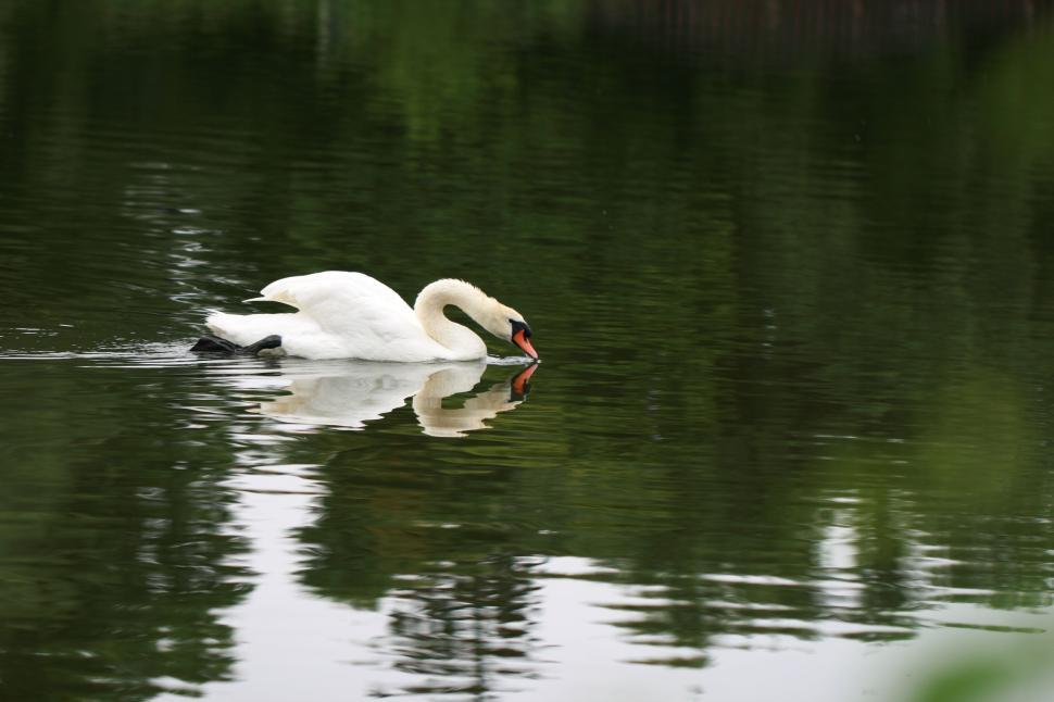 Free Image of Graceful swan gliding and reflecting on calm pond water 