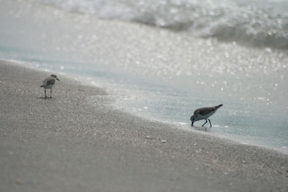 Free Image of Two birds on beach, one searching for food on shoreline 