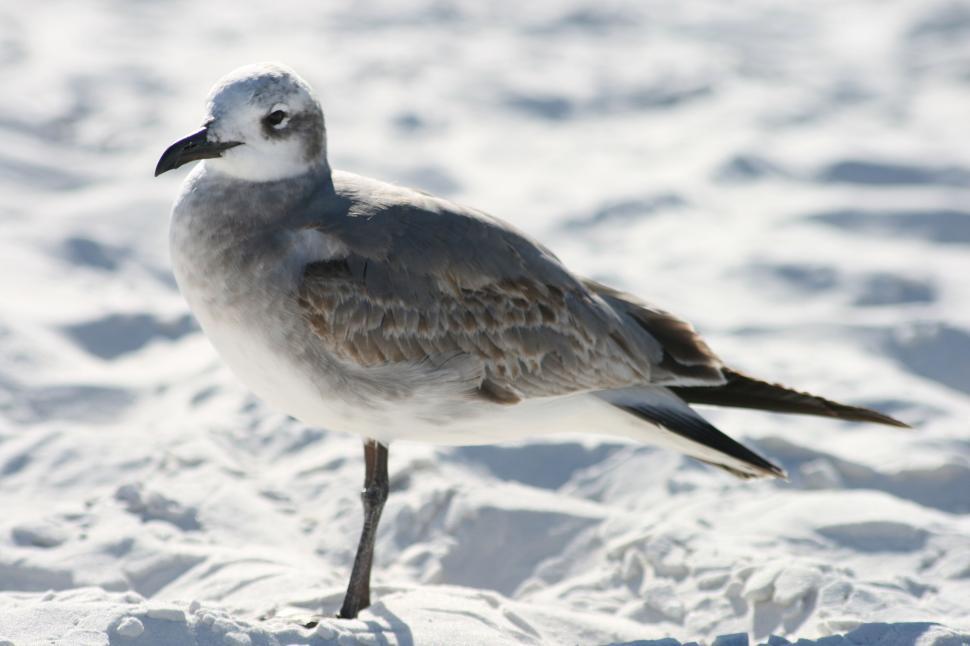 Free Image of Single seagull resting on white sandy beach shoreline 