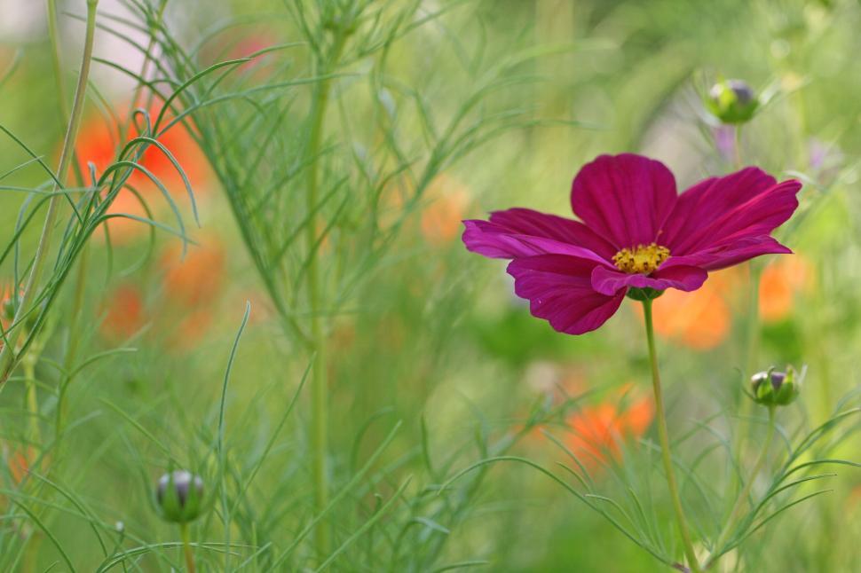 Free Image of Bright magenta flower amidst green foliage, nature scene 