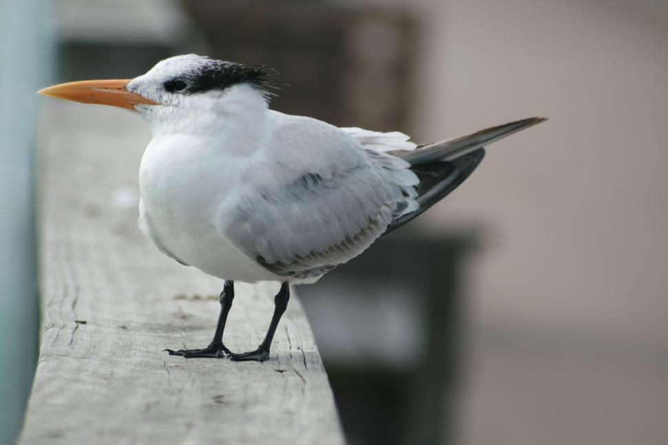 Free Image of White bird with orange beak on wooden surface standing calm 